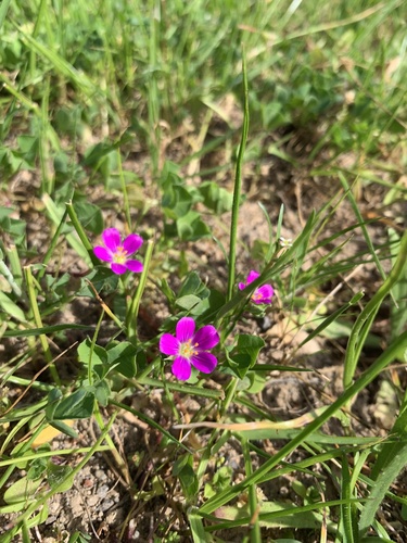 iNaturalist observation photo of redmaids
