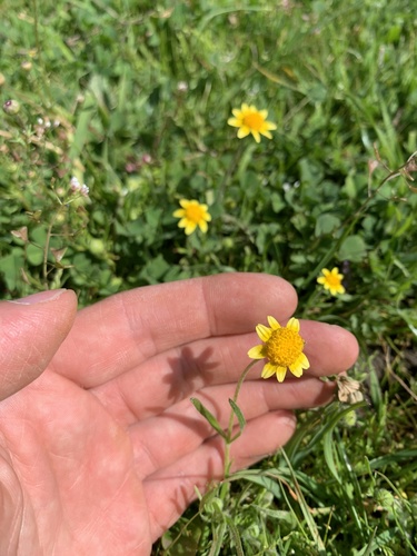 iNaturalist observation photo of california goldfields