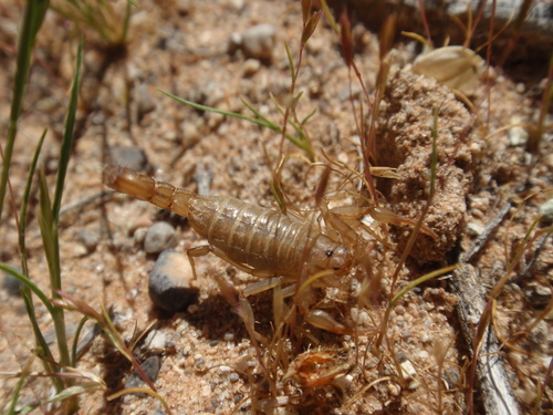 Serradigitus wupatkiensis