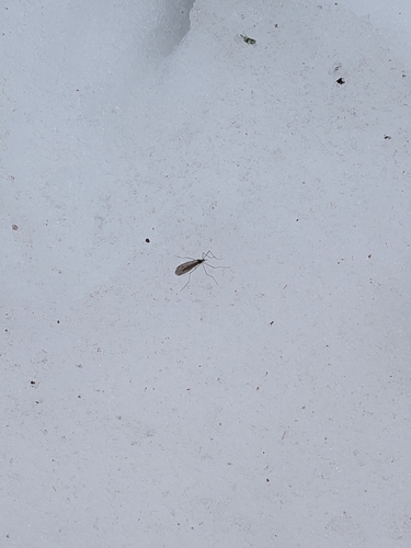 Unknown species found near Centre County, US-PA, US