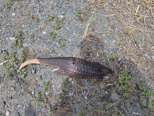 Sunda Pangolin