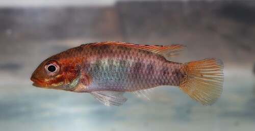 Kribensis Cichlid