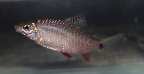 red-finned distichodus