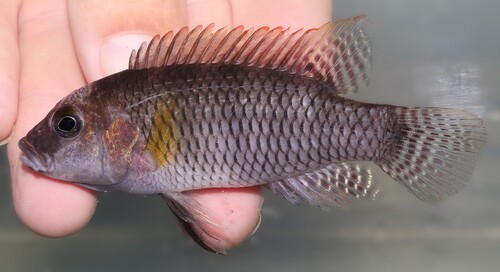 Benitochromis batesii