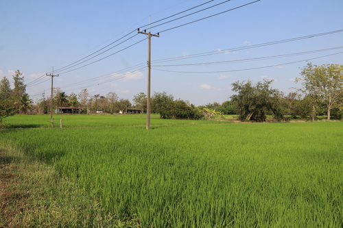 Asian Rice