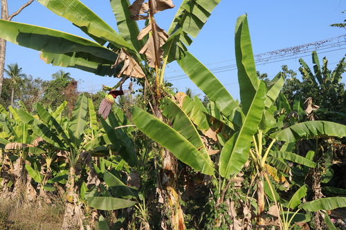 Plantain