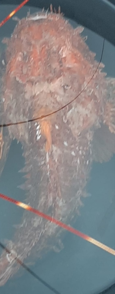 Scorpionfish