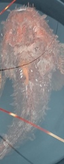 Scorpionfish