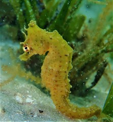 Hippocampus camelopardalis
