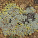 Matted Wild Buckwheat - Photo (c) Paul Maier, all rights reserved, uploaded by Paul Maier