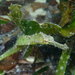 Syngnathoides biaculeatus - Photo 由 louwclaassens 所上傳的 (c) louwclaassens，保留所有權利