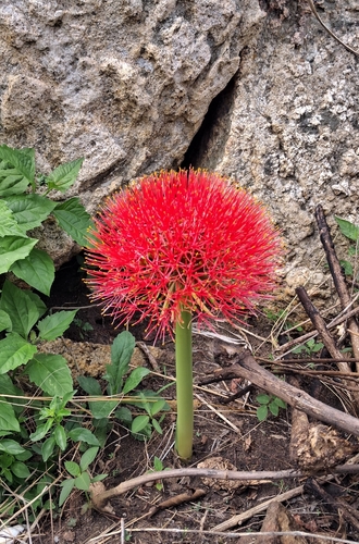Bloodlily