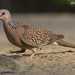 Laughing and Spotted Doves - Photo (c) Toham Orajapati, all rights reserved, uploaded by Toham Orajapati