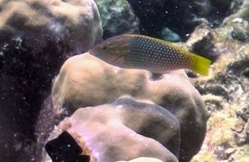 Halichoeres hortulanus