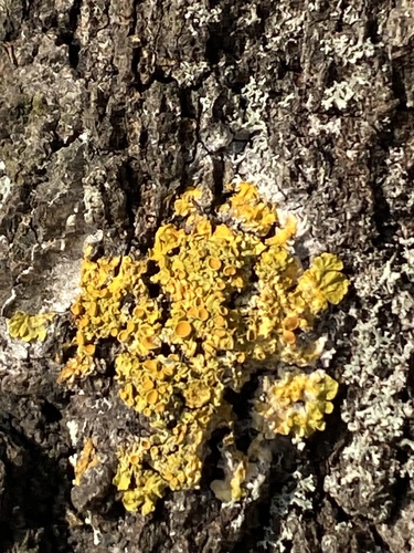 Common Sunburst Lichen