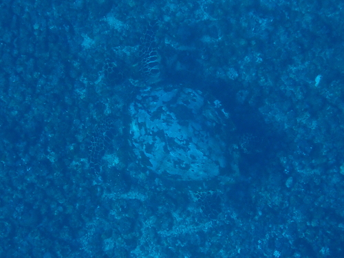 Hawksbill Sea Turtle — seen at this dive site