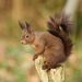 Eurasian Red Squirrel - Photo (c) guido parmeggiani, all rights reserved, uploaded by guido parmeggiani