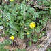 lesser celandine from Lincoln Dr, Philadelphia, PA, US on March 11, 2026 at 11:18 AM by debbie_e_h