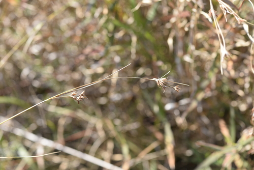 spiked beaksedge (Rhynchospora chinensis)