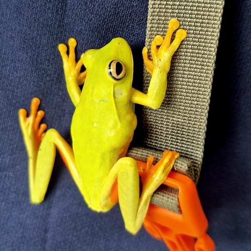 White-edged Tree Frog