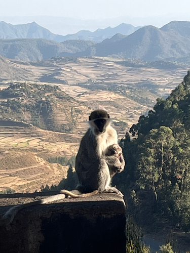 Grivet Monkey