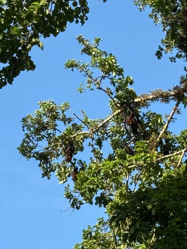 Pemba Flying-fox