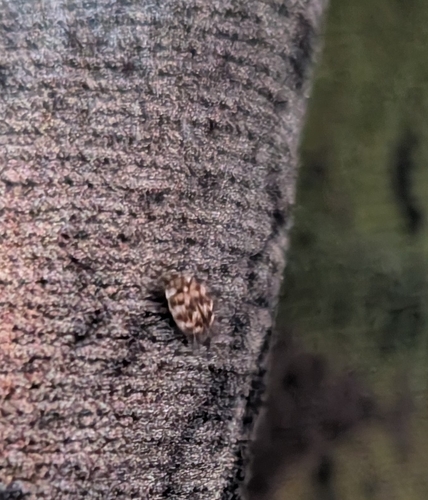Varied Carpet Beetle
