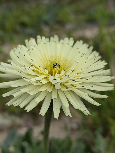 smooth golden fleece