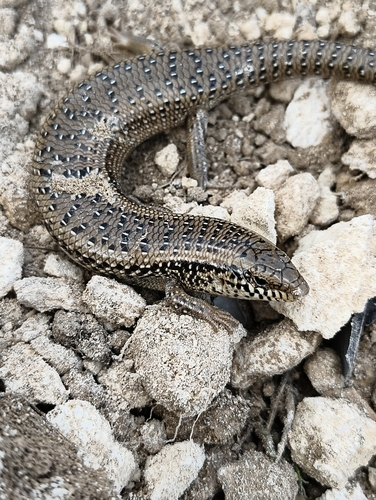 Ocellated Bronze Skink