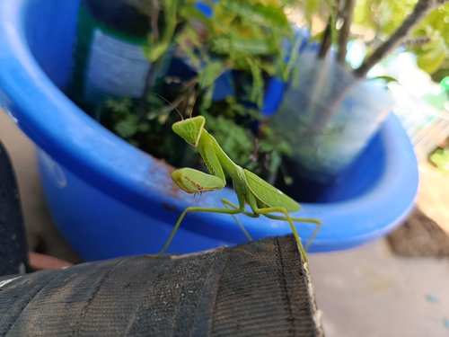 Argentine White-crested Mantis