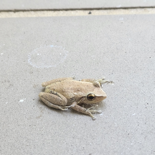 Frogs and Toads