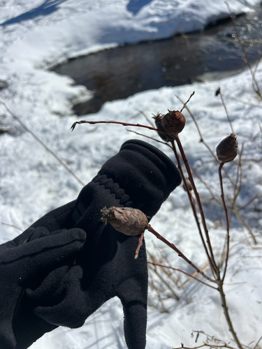 Unknown species found near Cranberry Rd, Finland, MN, US