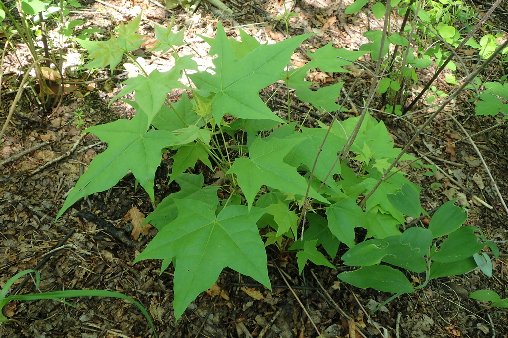 Mono maple from Gorod Ussuriysk, Primorsky Krai, Russia on June 6, 2019 ...