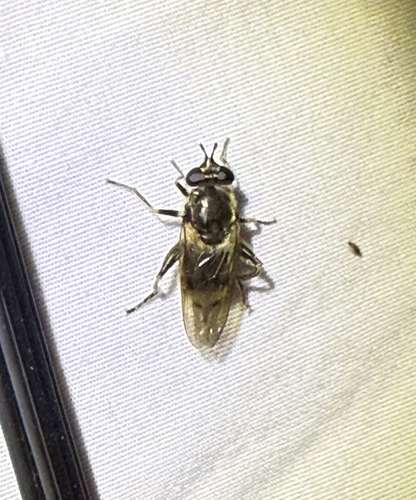Unknown species found near Rocky Top Dr, Rougemont, NC, US