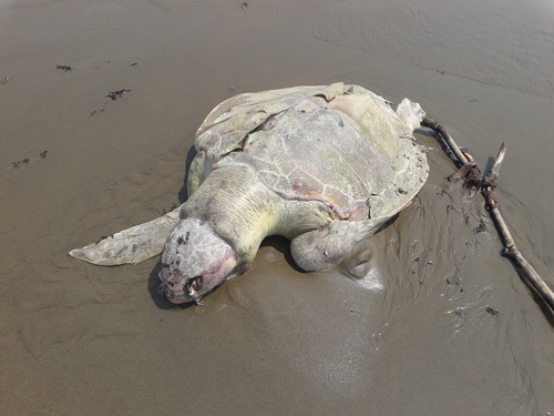 Tortuga lora observed by homerobeunicus