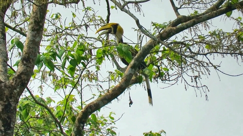 Great Hornbill