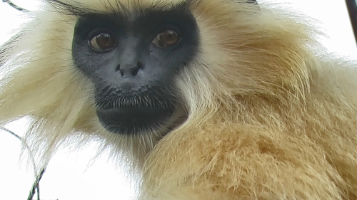 Gee's Golden Lutung