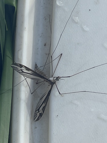 Unknown species found near Park Forest Way NW, Acworth, GA, US