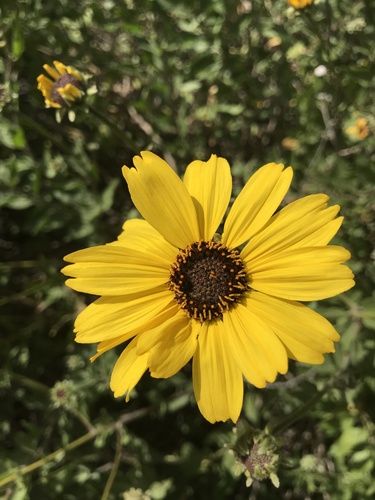 iNaturalist observation photo of California brittlebush