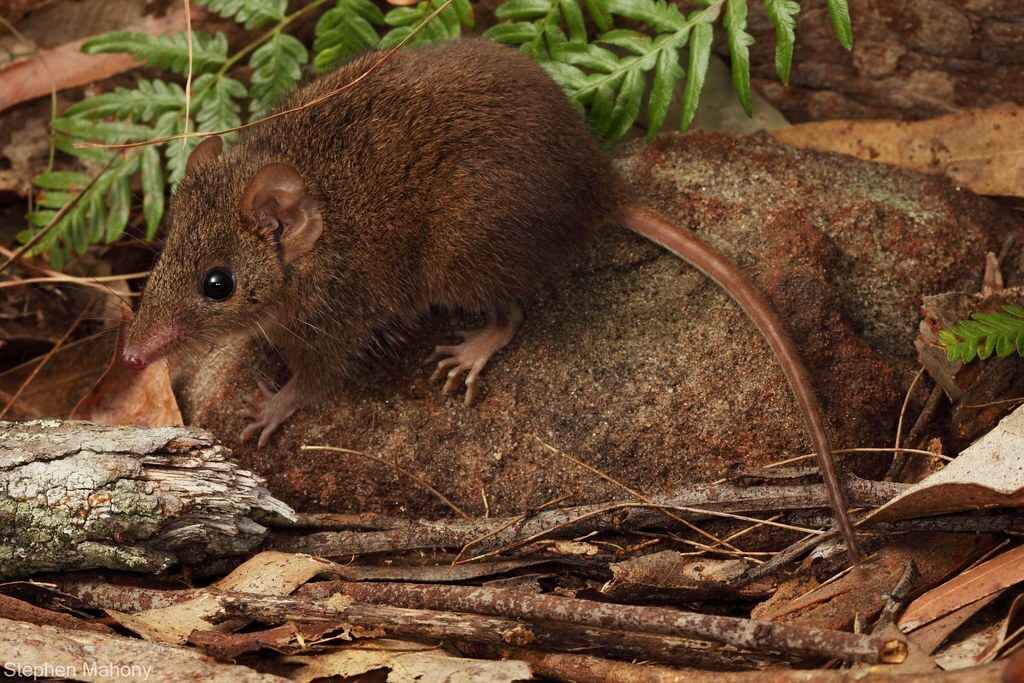 Brown Antechinus