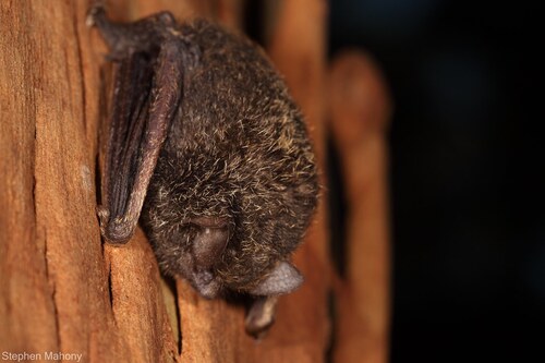 Golden-tipped bat