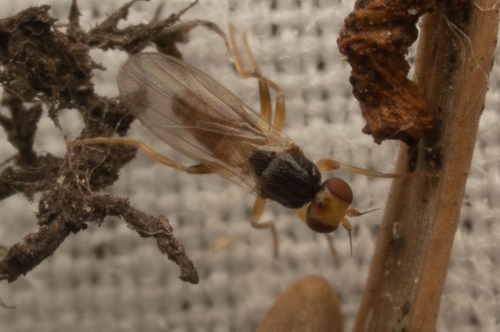 Unknown species found near Marion County, OR, USA