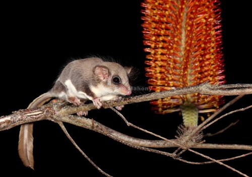 Broad-toed Feather-tailed Glider