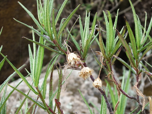 Aristeguietia ballii