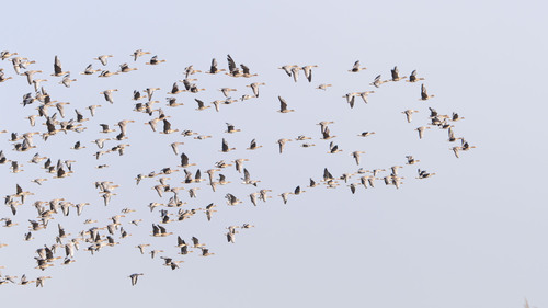 Greater White-fronted Goose