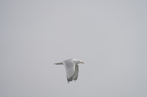 Caspian Gull