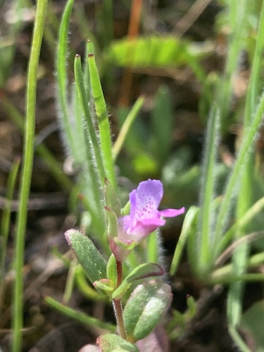 iNaturalist observation photo of few-flowered blue-eyed Mary