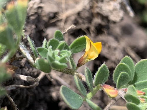 iNaturalist observation photo of deervetch