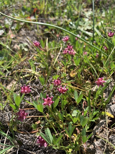 iNaturalist observation photo of dwarf sack clover