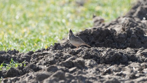 Crested Lark
